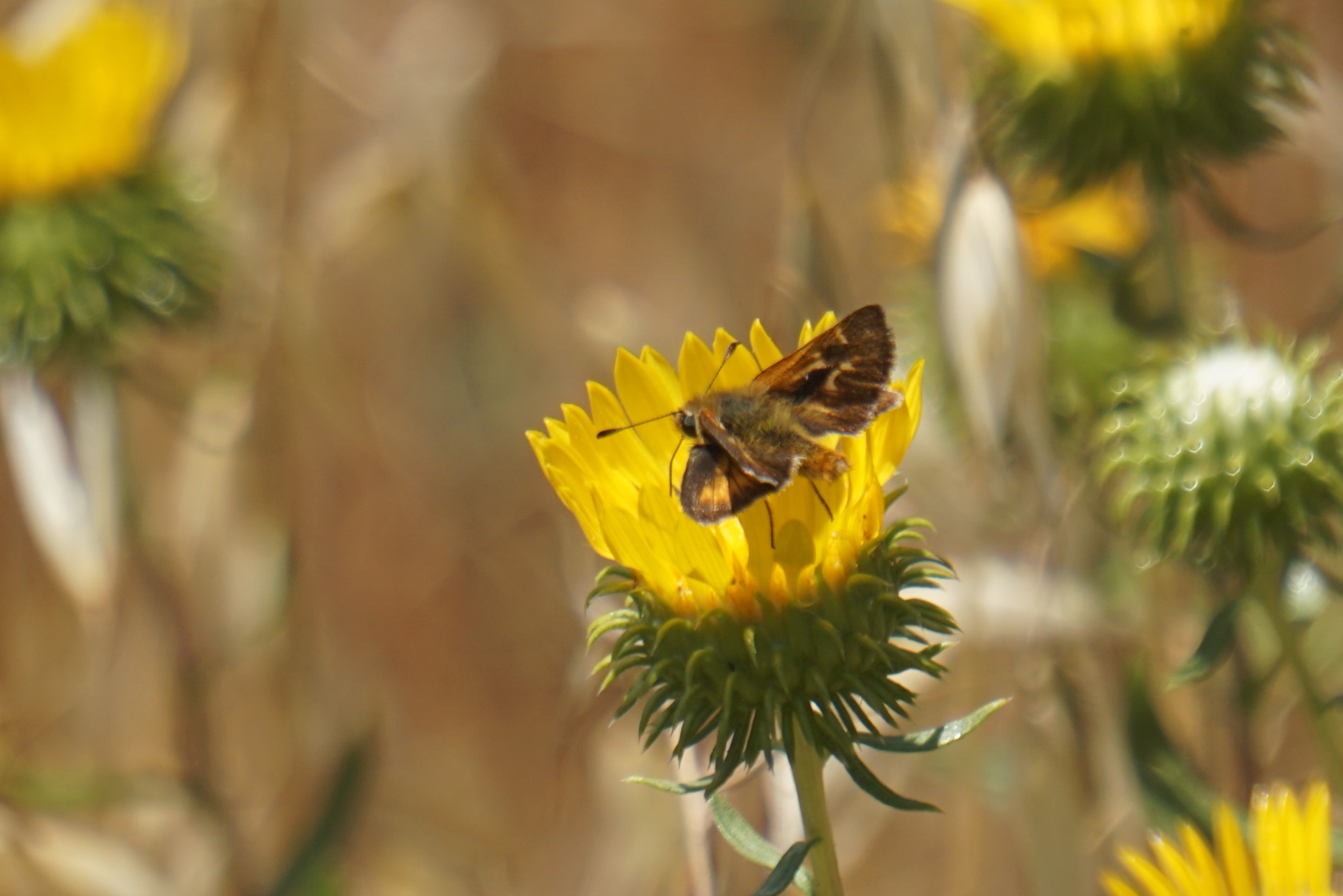 brown and orange butterfly on yellow flower